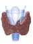 Thyroid and larynx