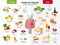 Thyroid nutrition infographic elements. foods for thyroid health, good and bad meals icon set in flat design isolated on