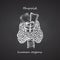 Thyroid structure and parts. Hand-drawn icon isolated on black chalkboard background Human internal organs. Engraving