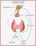 Thyroid System Image