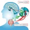 Thyroid System Poster