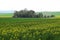 ThÃ¼r, Germany - 04 23 2021: yellow blooming oilseed fields with a few spring trees in between