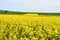 ThÃ¼r, Germany - 05 09 2021: yellow blooming oilseed field between the green spring grain