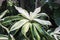 Ti or Cordyline fruticosa tropical rainforest plant with green and white variegated leaves-closeup against a dark blurred tropical