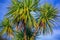 Ti kouka New Zealand cabbage palm tree