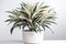 Ti Plant Cordyline Fruticosa In A White Pot On A White Background. Generative AI