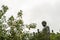 Tian Tan Buddha peeps over trees, Hong Kong China