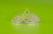 Tiara or diadem with reflection on green