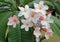 Tiare flower, tropical flowers, frangipanier