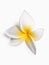 Tiare flower on white background. Close up of gardenia. Tahitian flower with white petals. Flora of French Polynesia