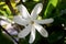 Tiare Gardenia flower closeup of white petals and ivory center