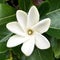 Tiare Maori the National Flower of the Cook Islands