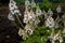 Tiarella cordifolia or heartleaf foamflower on a cloudy day.