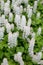 Tiarella flower