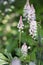 Tiarella Pink Skyrocket ornamental garden flower in bloom, pink white flowering plant