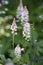 Tiarella Pink Skyrocket ornamental garden flower in bloom, pink white flowering plant