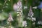 Tiarella Pink Skyrocket ornamental garden flower in bloom, pink white flowering plant