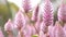 Tiarella sky rocket pink color flowers close-up