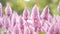 Tiarella sky rocket pink color flowers close-up