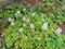 Tiarella `Spring Symphony