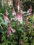 Tiarella `Spring Symphony` in flower