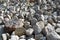 Tibet. Buddhist prayer stones with mantras and ritual drawings on the trail from the town of Dorchen around mount Kailash