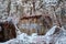 Tibet mantra stone in himalaya forest, Nepal