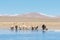 Tibet plateau pasture landscape