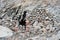 Tibet. Stoned entrance to small cave on the shore of Rakshas Tal lake