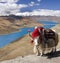 Tibet - Yamdrok Lake - Yak - Tibetan Plateau