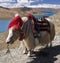 Tibet - Yamdrok Lake - Yak - Tibetan Plateau