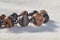 Tibetan Agate Nine Eyes Dzi Bead Bracelet Bangle.