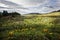 Tibetan alpine grassland