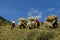 Tibetan barley farming