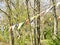 Tibetan Buddhism prayer flags with Om Mani Padme Hum Buddhist mantra prayer written on them are waved by the wind