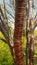 Tibetan Cherry tree bark