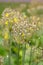 Tibetan cowslip, giant cowslip plants