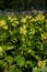 Tibetan cowslip, giant cowslip plants in bloom