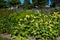 Tibetan cowslip, giant cowslip plants in bloom