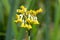 Tibetan cowslip (primula florindae) flowers