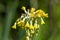 Tibetan cowslip (primula florindae) flowers
