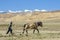 Tibetan farmer plough by draught horse on farmland in Tibet, China