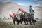 Tibetan farmer plough by draught Yak on farmland in Tibet, China