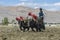 Tibetan farmer plough by draught Yak on farmland in Tibet, China