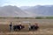 Tibetan farmers