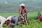 Tibetan farmers