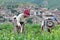 Tibetan farmers