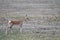 Tibetan gazelle closeup