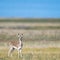 Tibetan gazelle on grassland