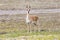 Tibetan gazelle on plateau meadow